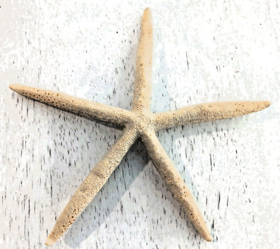 NEW  PENCIL FINGER STARFISH STAR SEA SHELL 7'' X 8''  FREE SHIPPING
