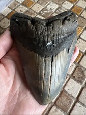 Dente di squalo megalodonte 5,51", fossile naturale,