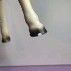 Picture 7 of 7