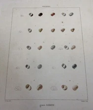 Hand Colored Lithograph 1819-1857,  de Ferussac & Deshayes Book, Mollusc Fossils