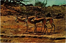 CPM alarmierter Springbock SÜDAFRIKA (126469...