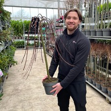 Salix 'Kilmarnock' Weeping Willow Tree