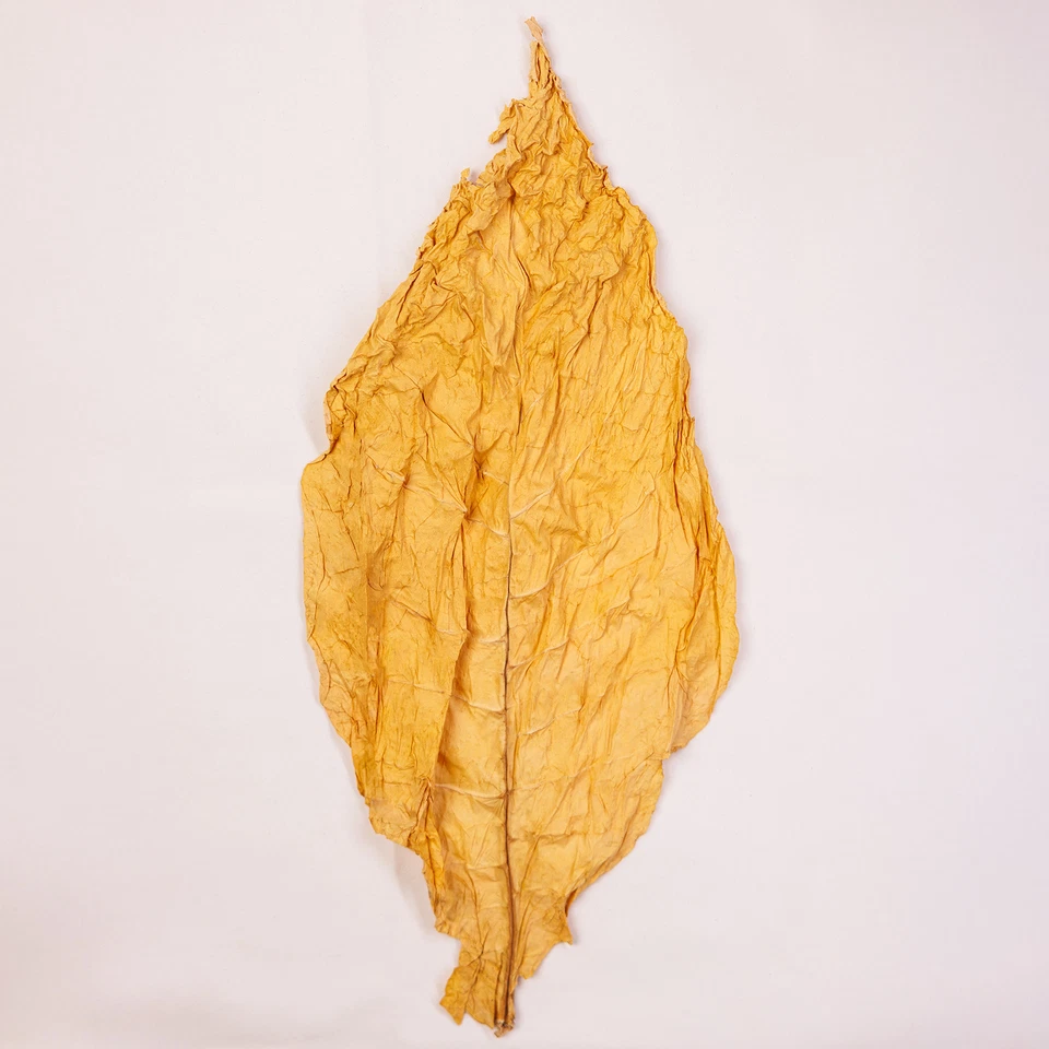 Virginia-Gold-Tabakblätter-Rohtabak der Klasse II - Bild 3 von 4