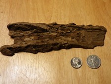 Potomac Bark Style Driftwood Aquarium Reptile Decor Insect Taxidermy 2024-012