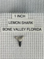 1 inch fossilized LEMON shark tooth from Bone Valley Florida 