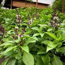 150 THAI BASIL SEEDS FRESH FOR GARDENS US SELLER SHIPS QUICK