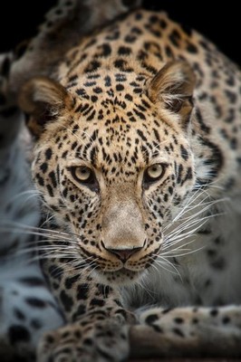Close Up of Angry Leopard Photo Art Print Poster 24x36 inch
