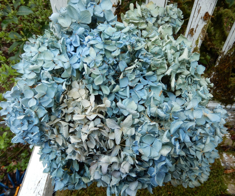 11 Dried Hydrangea Flowers Light Blue, Green jand Cream Primitives SECONDS