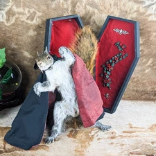Dracula Squirrel w coffin Taxidermy Décor Oddity Curiosity Specimen Display gift