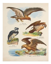 Vintage Bird Illustration Wall Art Poster – Nature Decor Home Decor