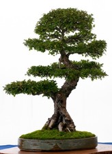 Ulmus parvifolia (Chinese Elm) - 25 seeds