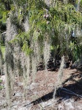 Fresh Live Spanish Moss 1 Gallon Full Tillandsia