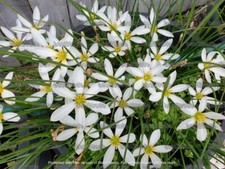 20 x White Zephyranthes Candida / Rain Lily Bulbs with roots