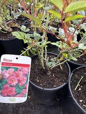 POTTED ROSE 'OPEN ARMS' Climbing Rose (Pink Flower) 3 litre Pot