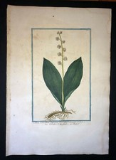 1772 - BONELLI - IMPRESIÓN BOTÁNICA ANTIGUA ORIGINAL COLOREADA A MANO - LIRIO DEL VALLE