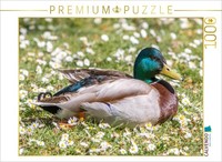 Calvendo Puzzle A Drake In A Meadow | 1000 Pieces, Finished Size 25.2 × 18.9 In