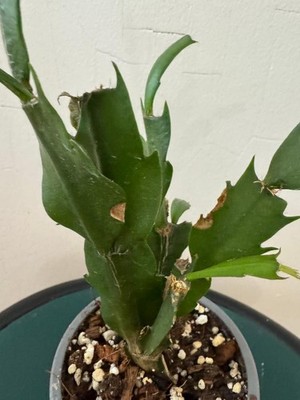 Christmas Cactus Houseplants  Plant Adoption pay shipping and 0.99 | eBay