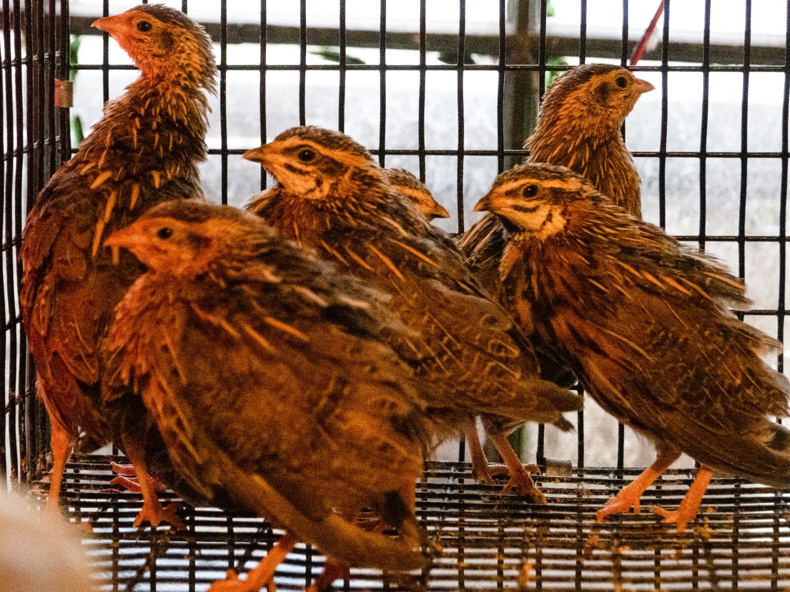 Harlequin Quail hatching eggs for sale eBay