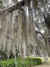 Organic Spanish Moss Florida LIVE Air Plant Overstuffed 1 Quart Bag Craft Deco