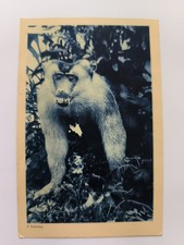  INDIA THE INHABITANTS OF THE JUNGLE THE BABOON OLD POSTCARD NEVER SHIPPED B/N