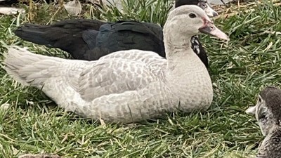 Muscovy Duck Hatching Eggs *6 eggs* 