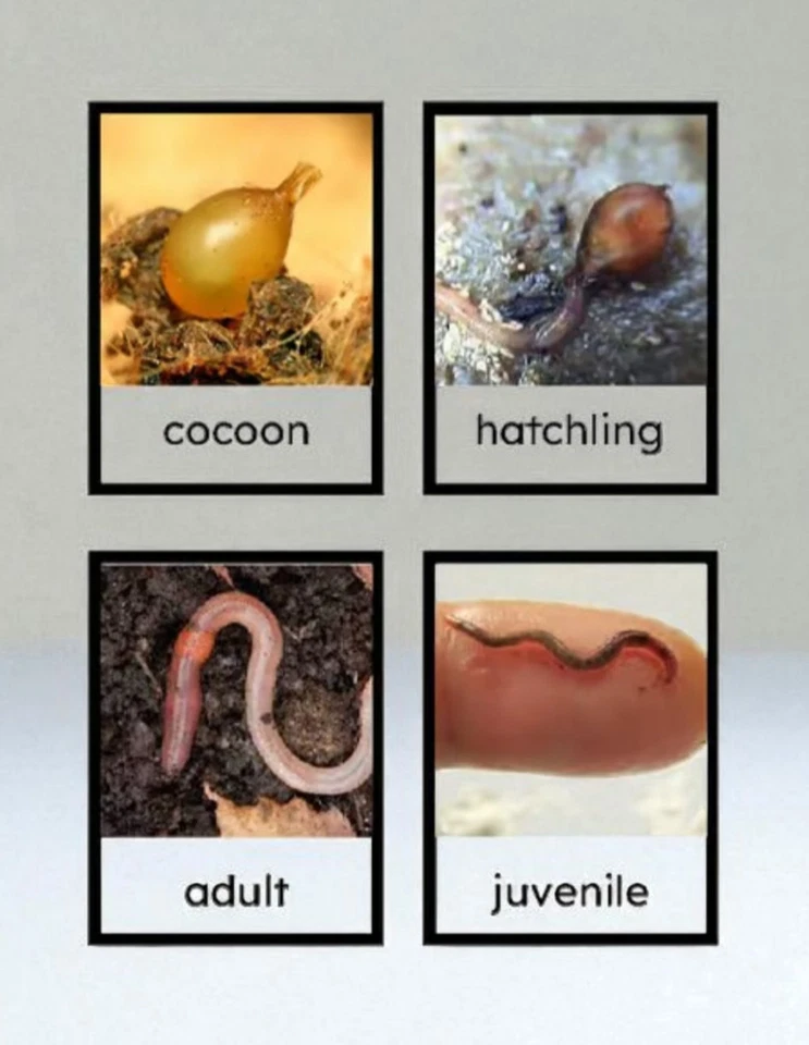 (Jigs) Red Wiggler Cacoon Mix 300 Cacoons - Mezcla de Wigglers, Euros y Blues Foto 3 de 3