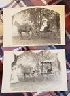 Rare Antique Rppc of Sophia Chappell In Horse Drawn Carriage.