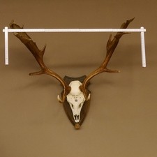 Trophäenschild Eiche Dunkel Für Damhirsch - Geschnitztes Holzschild H28cm