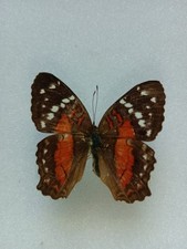 Entomologie Nymphalidae Anarta Amathea Brésil  Mâle 