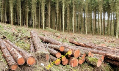 Photo 6x4 Felled trees, Cairn Wood, Craigantlet - February 2015(6) Crawfo c2015