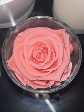 Preserved Real Rose - Single Eternal Rose Light Pink
