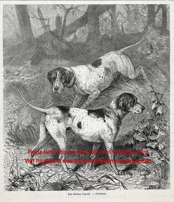 Dog Pointer English Pointing Pair in Forest, 1870s Antique Engraving Print
