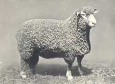 SHEEP. Devon Long-Woolled Ram, Breed champion all leading shows 1908 1912