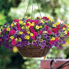 200 Seeds Mixed Hanging Petunia Home Gardening Heirloom Colors Gorgeous Flowers