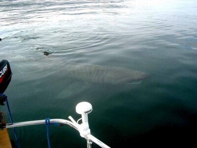 Photo 6x4 Basking shark off Canna A' Chill This one was about 20 feet lon c2003