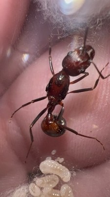RARE Desert Long Legged Ants Novomessor albisetosus Queen With Eggs Live Feeder