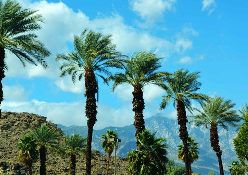 PALM SPRINGS - LifeStyle Picture Poster Print Sizes A5 to A0 **FREE DELIVERY** - Bild 2 von 14