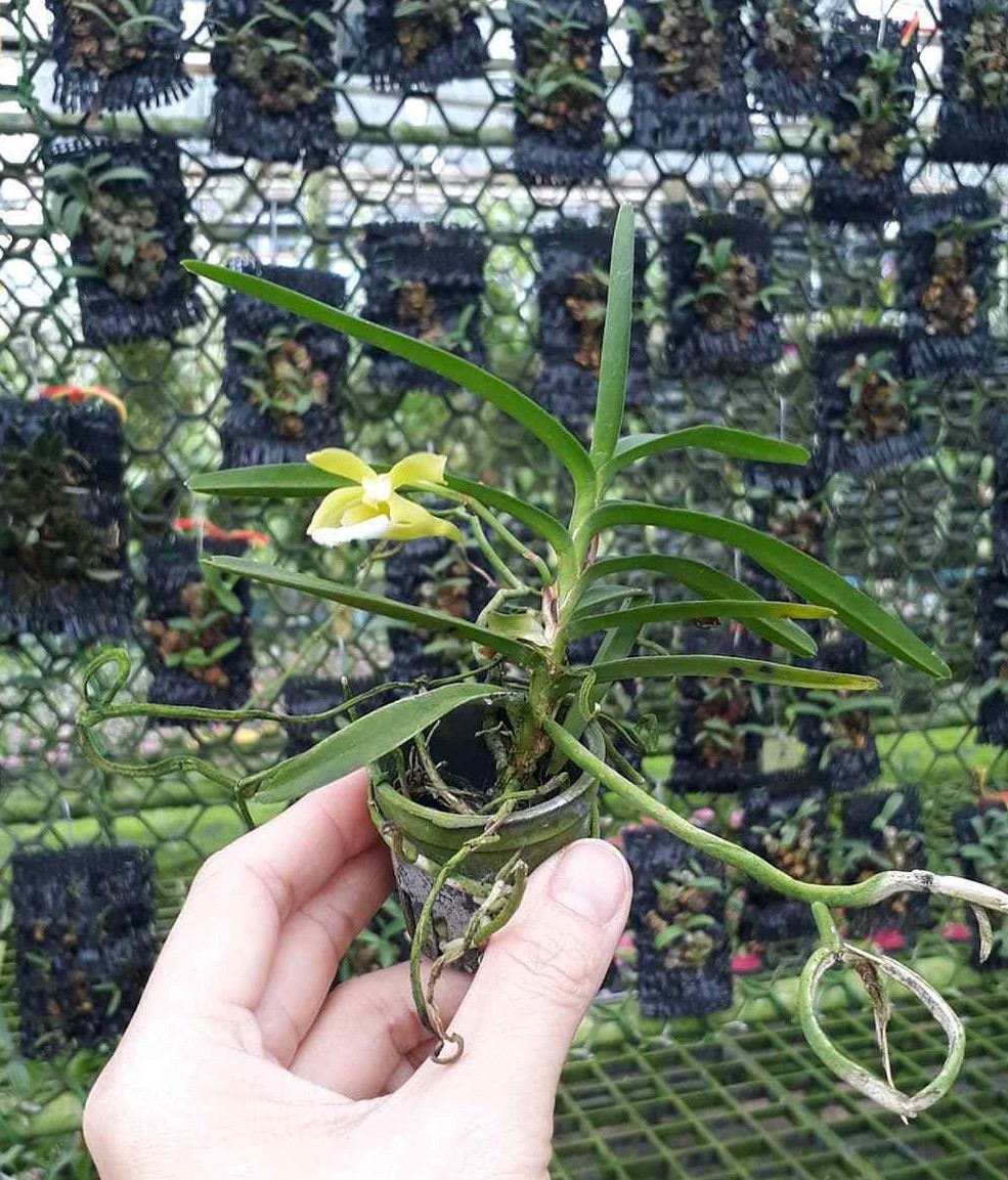 Christensonia vietnamica orchid plant BLOOM SIZE + PHYTO