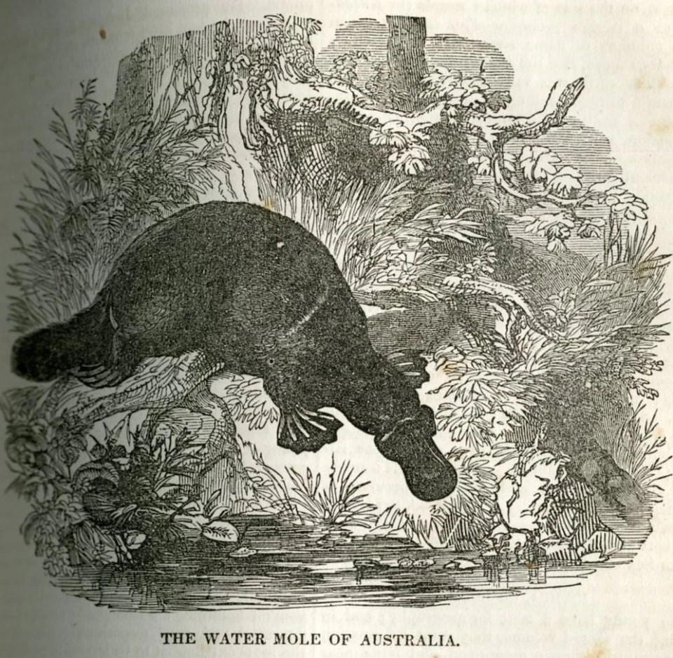 Pictorial Library of Useful Information. Fine modern binding, illustrated 1854 - Image 4 of 4