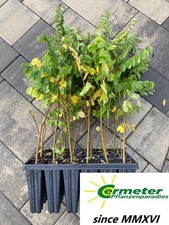 10 Stück XXL Topfpflanzen Raketen Akazie Robinie  40-60cm