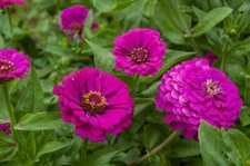 Purple Prince Zinnia Seeds, NON-GMO, Variety Packet Sizes, FREE SHIPPING