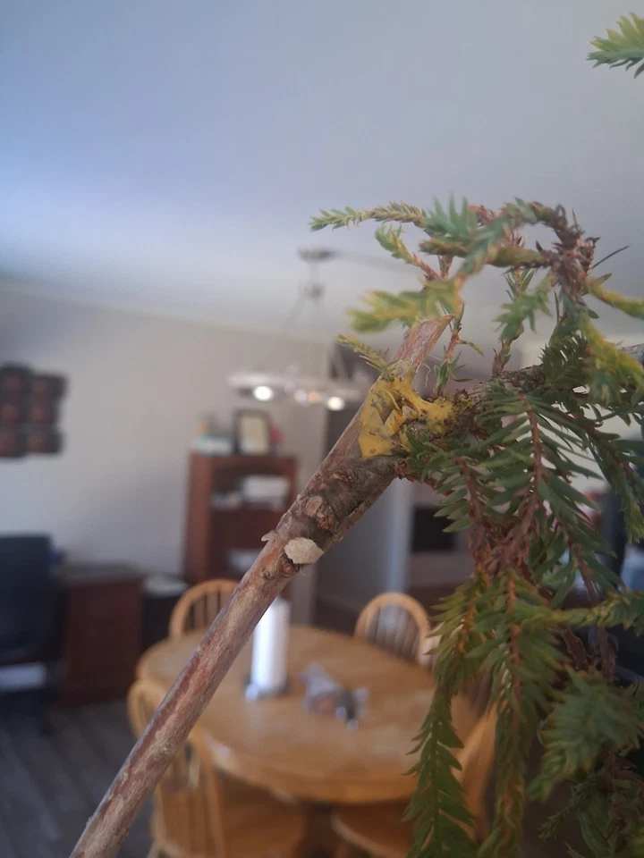 Ciprés calvo enano raro Taxodium distichum 'Gee Whiz' 🔥 Foto 4 de 4