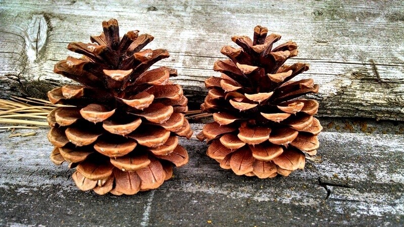 Saco de Piñas naturales de pino. Para encendido