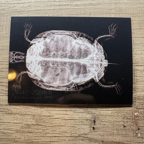 Western Pond Turtle #XR-7 2024 Topps Allen & Ginter X-Ray’d card