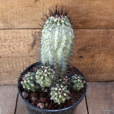 D4778 COPIAPOA PSEUDOCOQUIMBANA KK86 pot17-H21-W18 cm MaMa Cactus