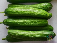 25+ Persian Cucumber Seeds for Garden Planting - USA - FREE SHIPPING!