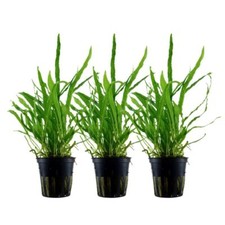 Pianta per acquario 3 pezzi Microsorum pteropus 'Narrow' Tropica n.008A set