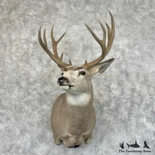#31464 P | Mule Deer Taxidermy Shoulder Mount For Sale