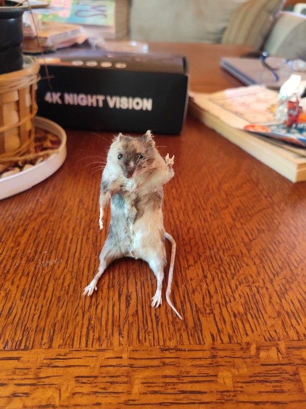 Taxidermy Mouse standing Anthropomorphic mount oddity curiosity decor rodent 