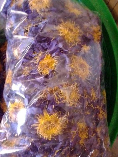 Blue Lotus Nymphaea Caerulea Dried whole Flower Organic Bulk within week - Picture 7 of 7